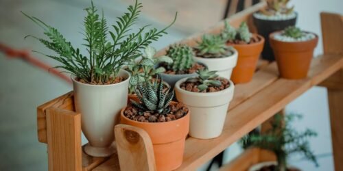 Tips to take care your indoor plants
