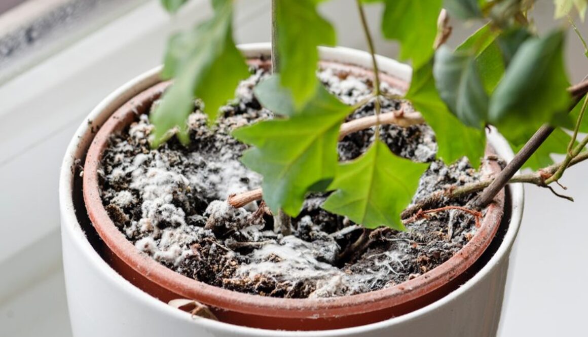 How to eliminate fungi from your plants