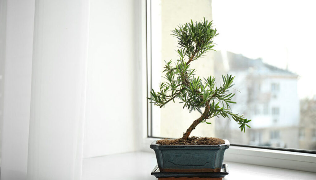 Japanese,Bonsai,Plant,On,Windowsill,Indoors.,Creating,Zen,Atmosphere,At