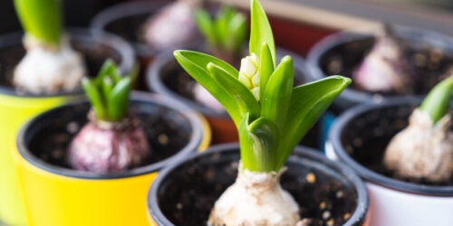 Hyacinth,Bulbs,Growing,In,Flower,Pots.,Spring,Flowers,On,The
